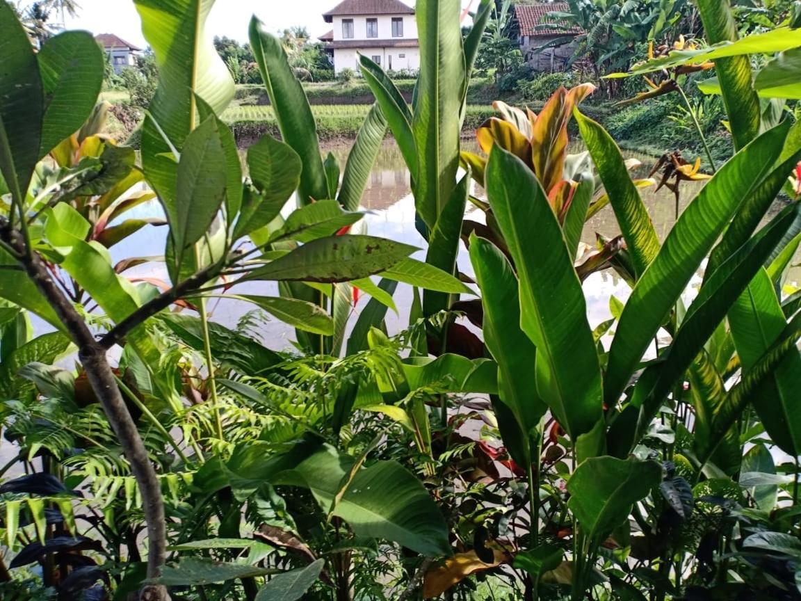 Rendira * Ubud